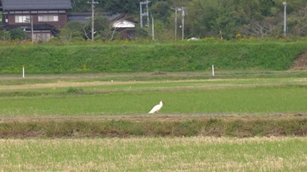 Niigata Japan Oktober 2019 Nipponia Nippon Eller Japanska Crested Ibis — Stockvideo
