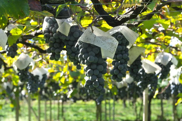 Yamanashi Japão Outubro 2019 Muscat Bailey Uma Vinha Província Yamanashi — Fotografia de Stock