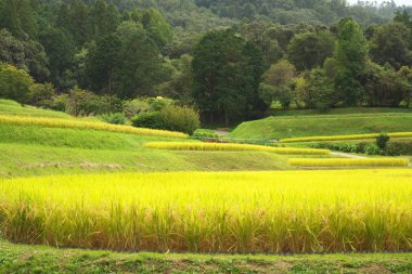 Kyoto, Japonya-27 Eylül 2019: Kyoto, Japonya 'daki Teraslı Pirinç Tarlaları