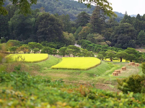 Kyoto Japón Septiembre 2019 Campos Arroz Terrazas Kyoto Japón — Foto de Stock