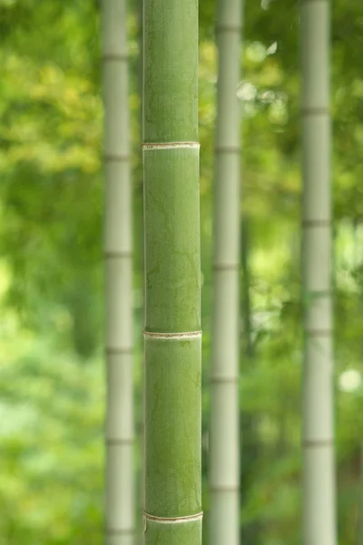 Tokyo Japan October 2019 Green Bamboo Trunk Bamboo Forest Tokyo — 스톡 사진