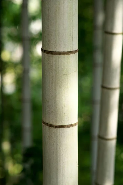 Tokio Japón Octubre 2019 Tronco Bambú Verde Bosque Bambú Tokio —  Fotos de Stock