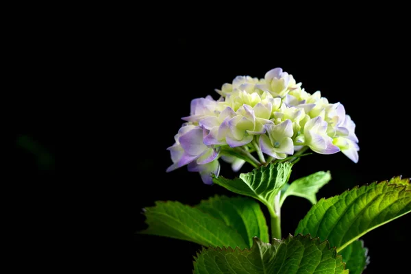 Tokyo Japan Maj 2020 Isolerad Hortensia Svart Bakgrund — Stockfoto