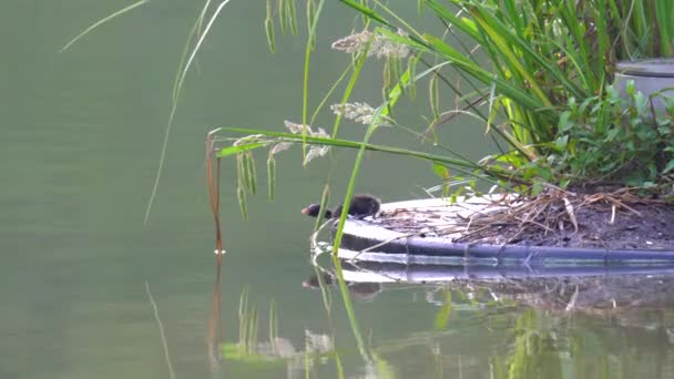 Tokyo Japan Maj 2020 Fågelunge Dabchick Eller Liten Klump Rör — Stockvideo