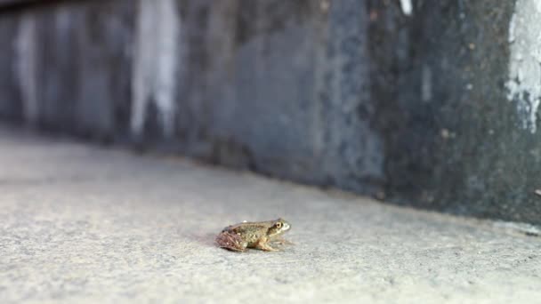 東京2020年6月5日 5インチの小さなカエルが石段の上で閉鎖 — ストック動画