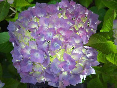 Tokyo, Japonya-5 Haziran 2020: Aydınlatılmış siyah zemin üzerine pembe ortanca