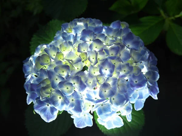 Tokyo Japan Juni 2020 Belyst Isolerad Blå Hortensia Svart Bakgrund — Stockfoto