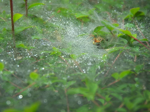 Tokyo Japan May 2020 Spiders Web Mist — Stock Photo, Image