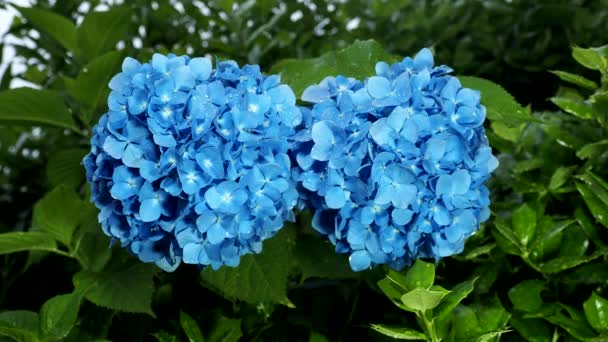 Tokyo Japan Juni 2020 Isolerad Hortensia Efter Det Kraftiga Regnet — Stockvideo