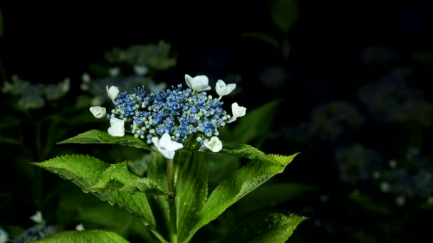 Tokyo Japan Juni 2020 Geïsoleerde Hortensia Zware Regen Zwarte Achtergrond — Stockvideo