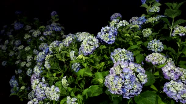 Tokyo Japan Juni 2020 Isolerad Hortensia Efter Det Kraftiga Regnet — Stockvideo