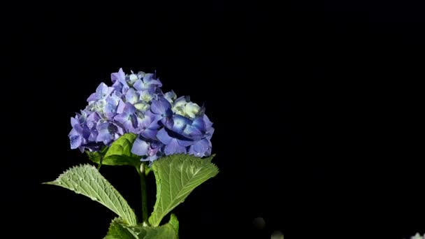 Tokio Japón Junio 2020 Hortensia Aislada Después Fuerte Lluvia Sobre — Vídeo de stock