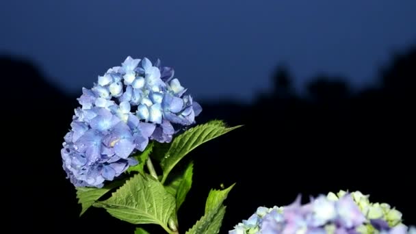 Tokió Japán 2020 Június Izolált Hydrangea Fekete Hátterű Esőzések Után — Stock videók