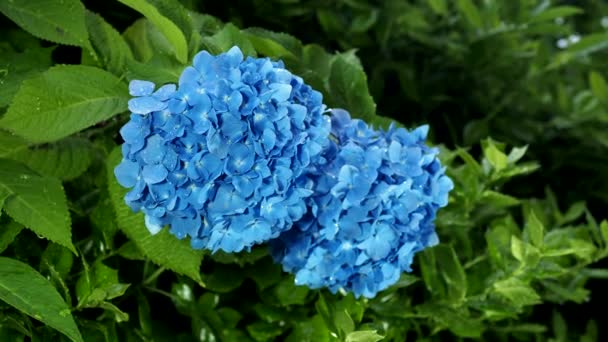 Tokyo, Japon-7 juin 2020 : Hortensia isolée après les fortes pluies sur fond noir 