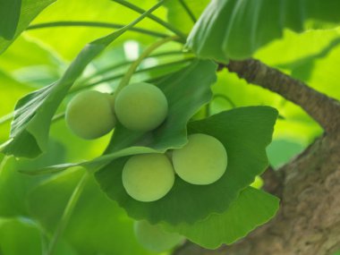 Tokyo, Japonya-7 Haziran 2020: Haziran başında çok genç Ginkgo fındıkları. Çapı yaklaşık 0.5 inç..