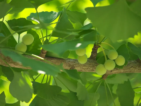 Tokió Japán Június 2020 Nagyon Fiatal Ginkgo Dió Június Elején — Stock Fotó