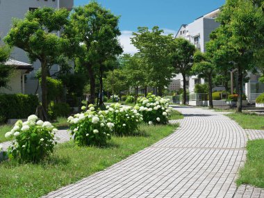 Tokyo, Japonya-10 Haziran 2020: Tokyo yolunda pürüzsüz ortanca veya Annabelle çiçeği