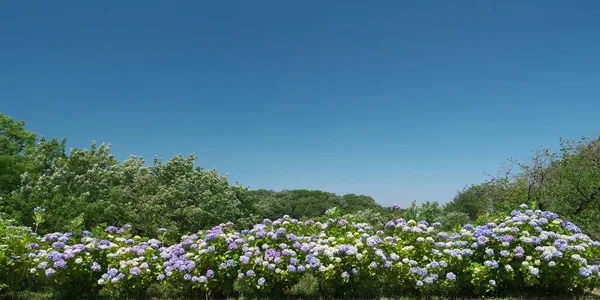 Tokio Japonsko Června 2020 Květ Hortenzie Pozadí Modré Oblohy Tokiu — Stock fotografie