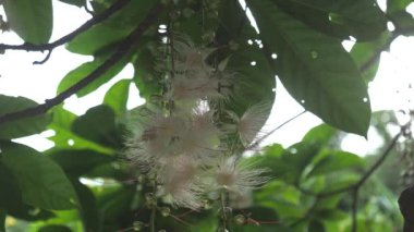 Barringtonia Racemosa 'nın düşen çiçekleri ya da Japonya' nın Okinawa kentindeki Miyakojima Adası 'nda sabahları pudra-puf ağacı.
