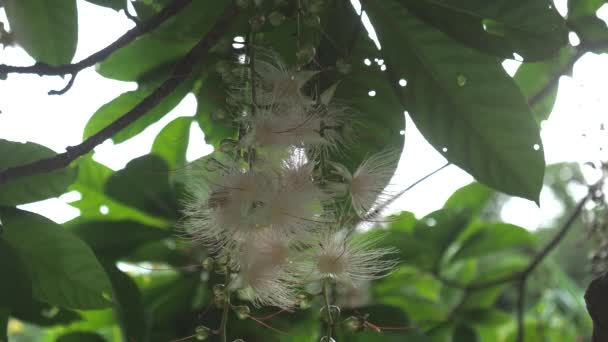 Πτώση Λουλουδιών Του Barringtonia Racemosa Της Πυριτιδόδεντρου Πρωί Στο Νησί — Αρχείο Βίντεο