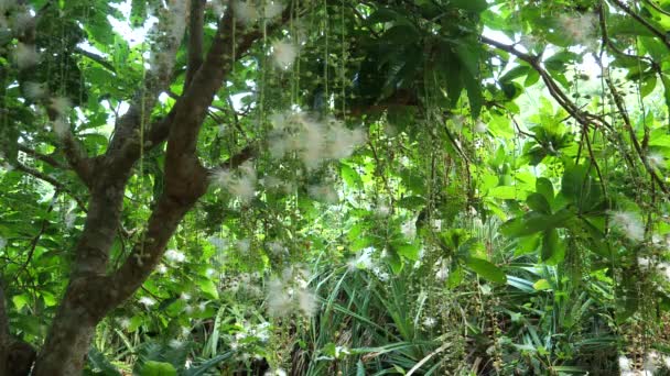 在日本冲绳的三岛 一早有一朵朵白花或粉状膨松落花 — 图库视频影像