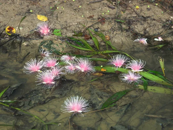Λουλούδια Του Barringtonia Racemosa Σκόνη Puff Δέντρο Πρωί Στο Νησί — Φωτογραφία Αρχείου