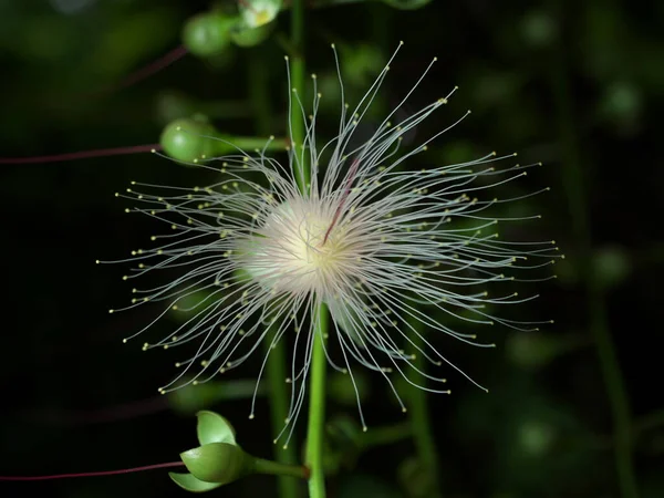 Flores Barringtonia Racemosa Abeto Polvo Por Mañana Isla Miyakojima Okinawa — Foto de Stock