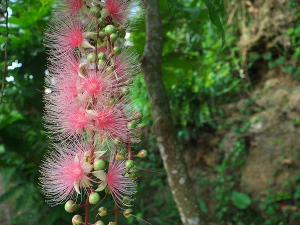 Květiny Barringtonia Racemosa Nebo Pudřenka Ráno Ostrově Miyakojima Okinawa Japonsko — Stock fotografie