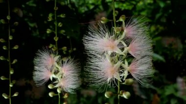 Okinawa, Japonya-23 Haziran 2020: Japonya 'nın Okinawa kentindeki Miyakojima Adası' nda Barringtonia Racemosa çiçekleri veya pudra-puf ağacı