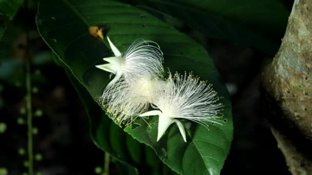 Okinawa Japan Juni 2020 Blommor Barringtonia Racemosa Eller Pulver Puff — Stockvideo