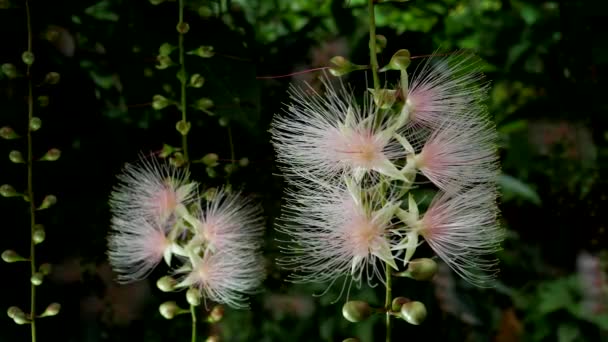 Okinawa Japan Juni 2020 Bloemen Van Barringtonia Racemosa Poederbladerboom Ochtend — Stockvideo