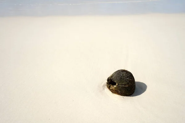 Okinawa Japon Juin 2020 Une Noix Coco Sur Sable Blanc — Photo