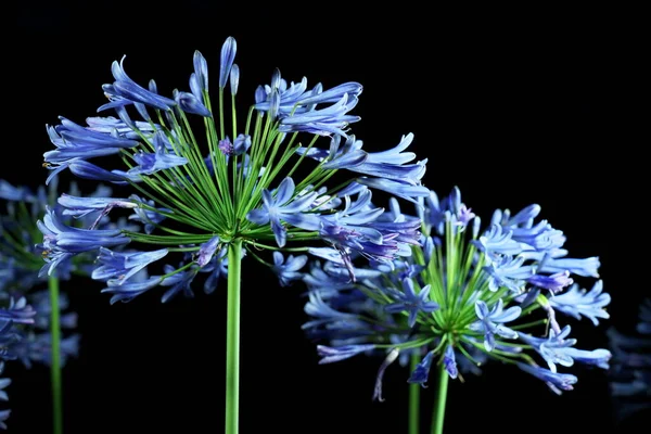Tokyo,Japan-June 30, 2020: Agapanthus or African Lily (Cape blue lily) in the night