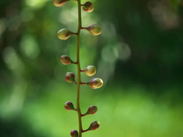 Japan June 2020 Buds Barringtonia Racemosa Powder Puff Tree Morning — 스톡 사진