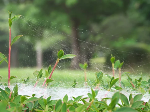 Tokio Japan Juni 2020 Dreidimensionales Spinnennetz Nach Dem Regen — Stockfoto