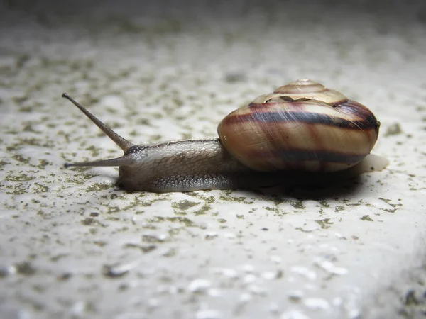 Tokio Japón Junio 2020 Primer Plano Caracol Sobre Piedra — Foto de Stock