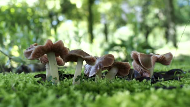 2020年7月2日東京 公園内の木の下の新鮮な真菌群 — ストック動画
