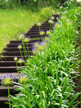 Tokyo, Japonya-5 Temmuz 2020: Agapanthus veya Afrika Zambağı (Pelerin mavisi zambak) Tokyo 'daki merdivenler boyunca çiçekler