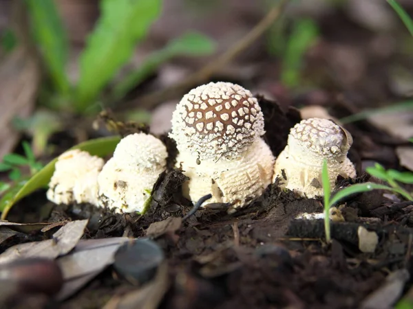 Tokio Japan Juli 2020 Vier Kleine Amanita Pantherina Erschienen Gerade — Stockfoto