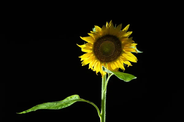 Tokyo Japan Juli 2020 Een Zonnebloem Zwarte Achtergrond Nacht — Stockfoto