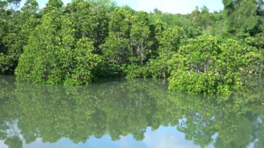 Okinawa, Japonya-22 Temmuz 2020: Shimajiri Mangrove Ormanı veya Miyako adasındaki yüksek gelgitte park