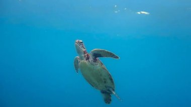 Okinawa, Japonya-19 Temmuz 2020: Miyako Adası, Okinawa, Japonya 'da nefes almak için yüzeye çıkan bir deniz kaplumbağası