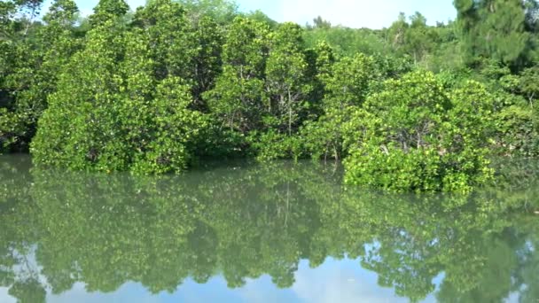 Okinawa Japan Juli 2020 Shimajiri Mangrove Bos Park Bij Hoogwater — Stockvideo