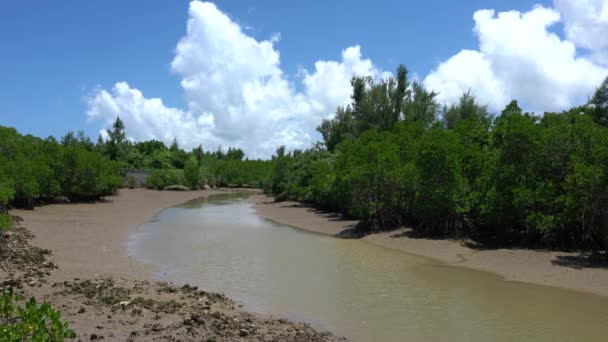 Okinawa Japão Julho 2020 Floresta Parque Mangue Shimajiri Maré Baixa — Vídeo de Stock