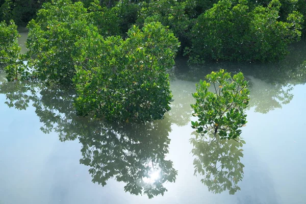 Okinawa Japan Juli 2020 Träd Vid Shimajiri Mangrove Skog Eller — Stockfoto