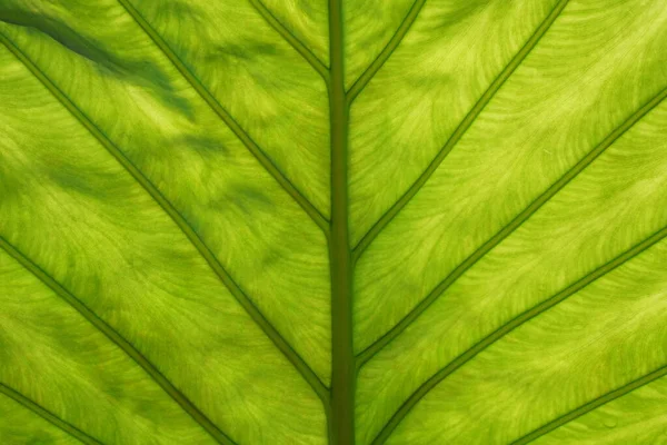 Okinawa Japan July 2020 Veins Tropical Plants Elephant Ears Colocasia — 스톡 사진