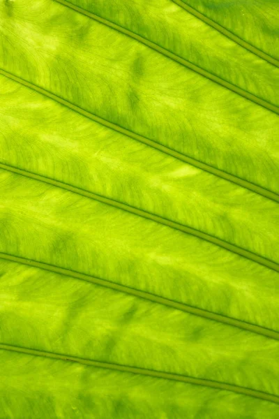 Okinawa Japan July 2020 Veins Tropical Plants Elephant Ears Colocasia — 스톡 사진