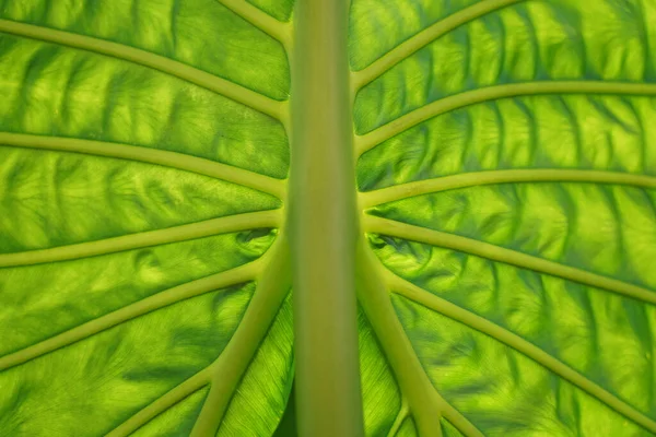 Okinawa Japan July 2020 Veins Tropical Plants Elephant Ears Colocasia — 스톡 사진