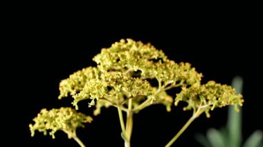 Tokyo, Japonya-6 Ağustos 2020: Japon kediotu ya da Patrinia scabiosifolia çiçekleri üzerinde yoğun karıncalar