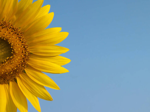 Tokyo,Japan-August 6, 2020: Isolated Sunflower on blue sky background